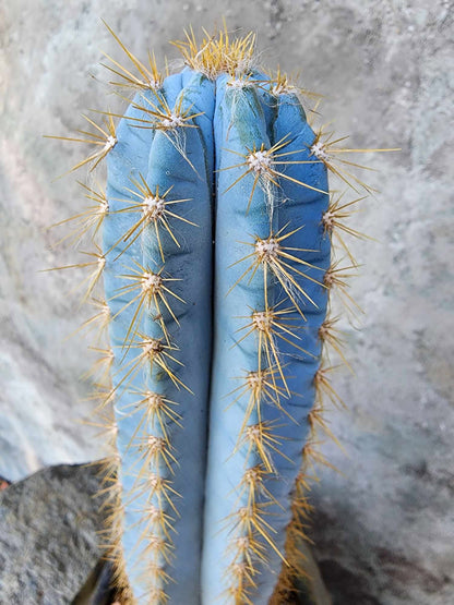 Pilosocereus Pachycladus - 14" tall