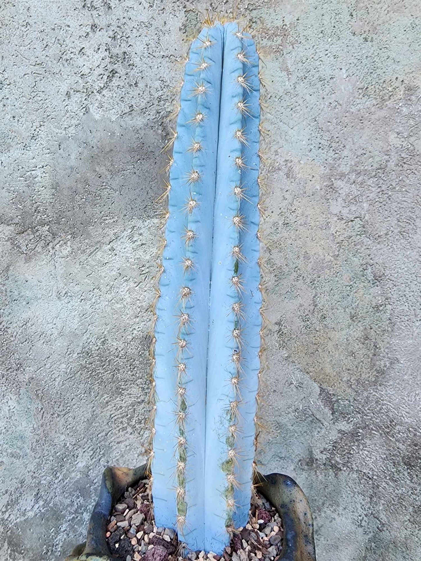 Pilosocereus Pachycladus - 14" tall