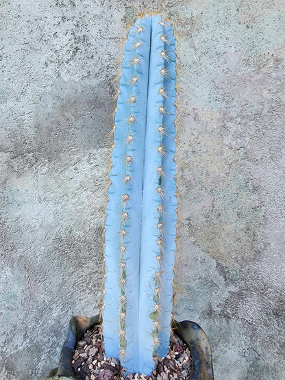 Pilosocereus Pachycladus - 14" tall