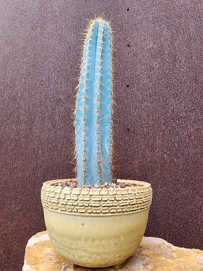 Handmade Pottery - Adobe Ledger No. 181