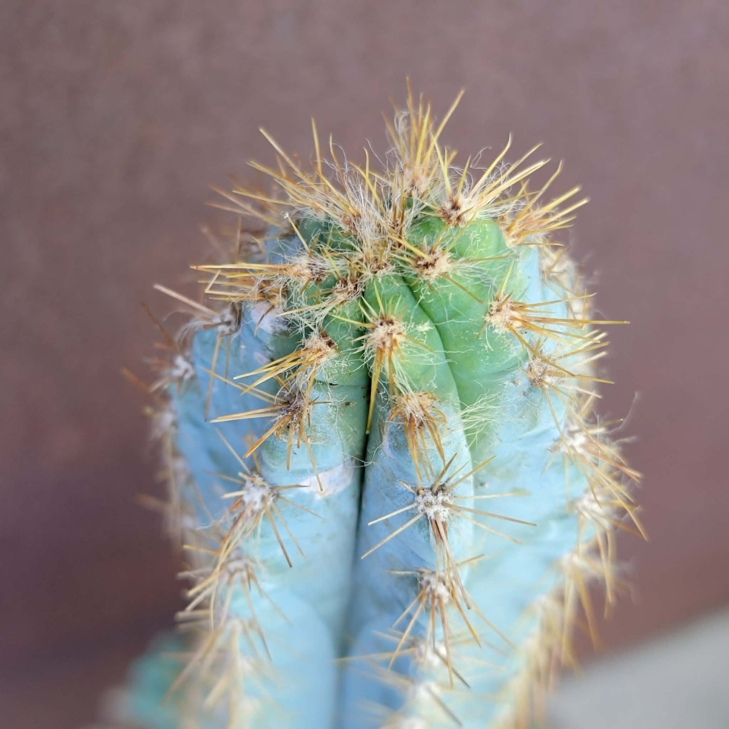 Pilosocereus Pachycladus - 16" tall