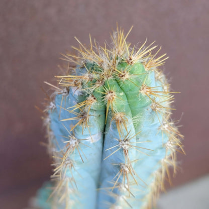 Pilosocereus Pachycladus - 16" tall