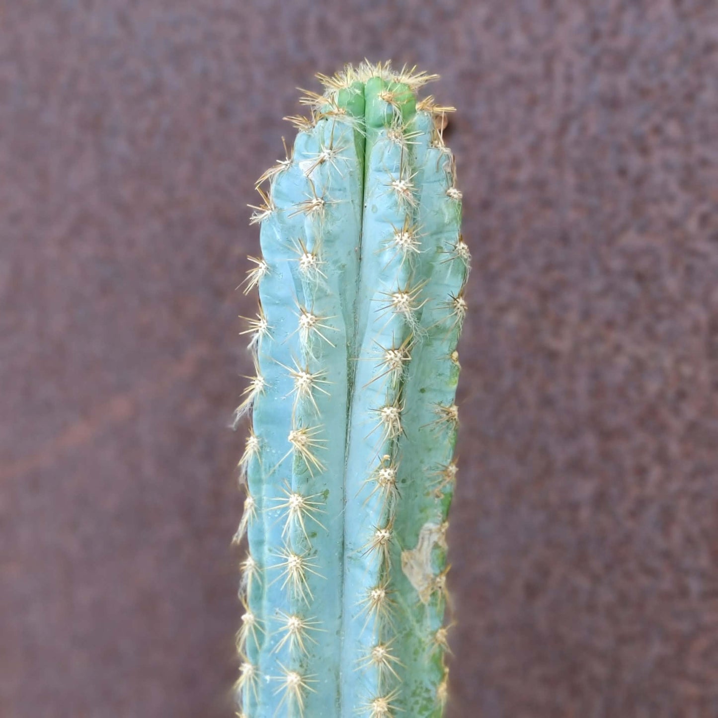 Pilosocereus Pachycladus - 16" tall