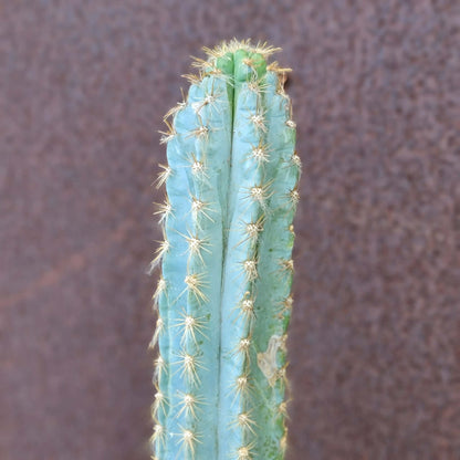 Pilosocereus Pachycladus - 16" tall