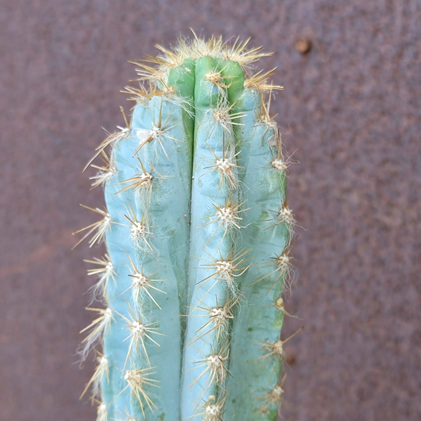 Pilosocereus Pachycladus - 16" tall