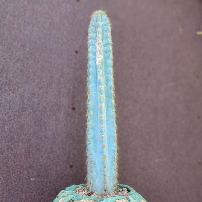 Pilosocereus Pachycladus - 16" tall