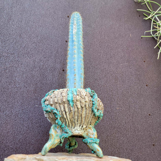Pilosocereus Pachycladus - 16" tall