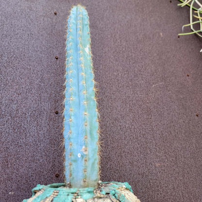 Pilosocereus Pachycladus - 16" tall