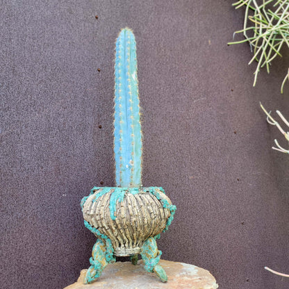 Pilosocereus Pachycladus - 16" tall