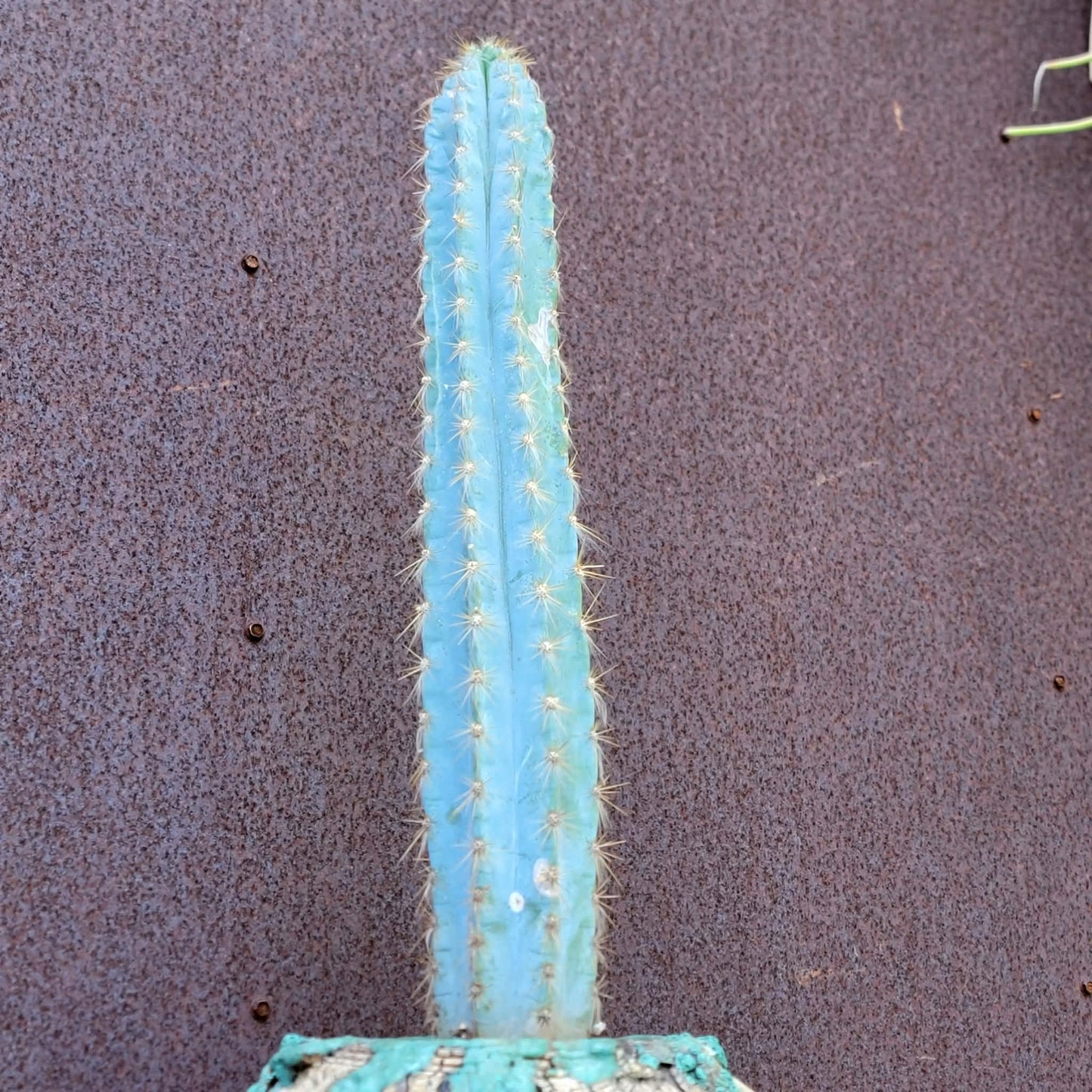 Pilosocereus Pachycladus - 16" tall