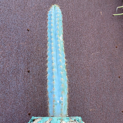 Pilosocereus Pachycladus - 16" tall