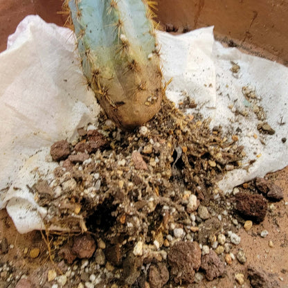 Pilosocereus Pachycladus - 16" tall