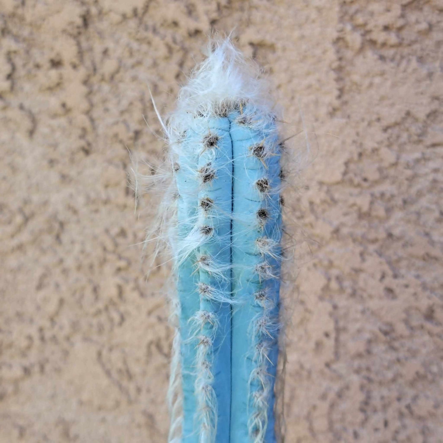 Pilosocereus Pachycladus - Blue Columnar Cactus