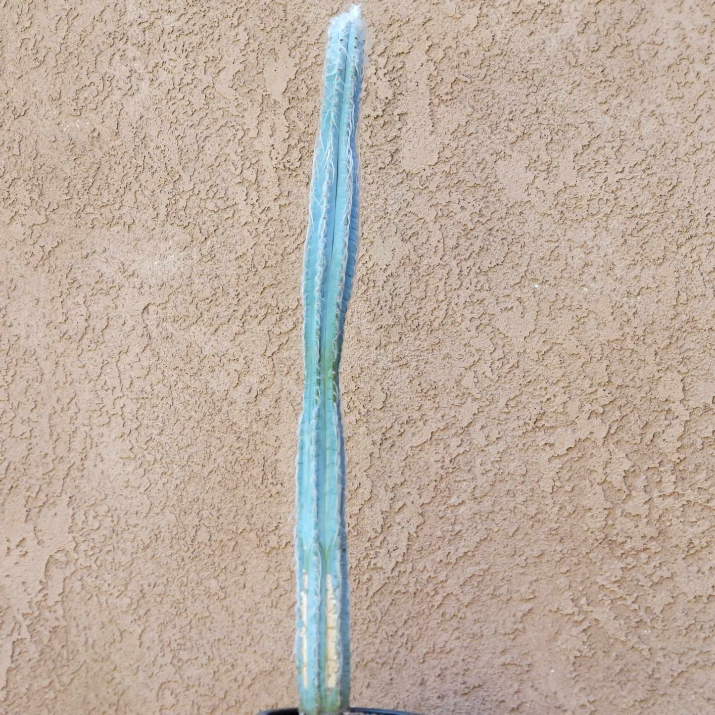 Pilosocereus Pachycladus - Blue Columnar Cactus