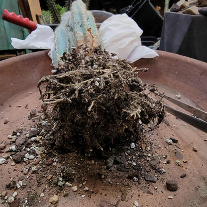 Pilosocereus Pachycladus - Blue Columnar Cactus - 3 Arms - 18" Tall!