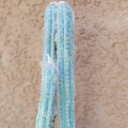 Pilosocereus Pachycladus - Blue Columnar Cactus - 3 Arms - 18" Tall!