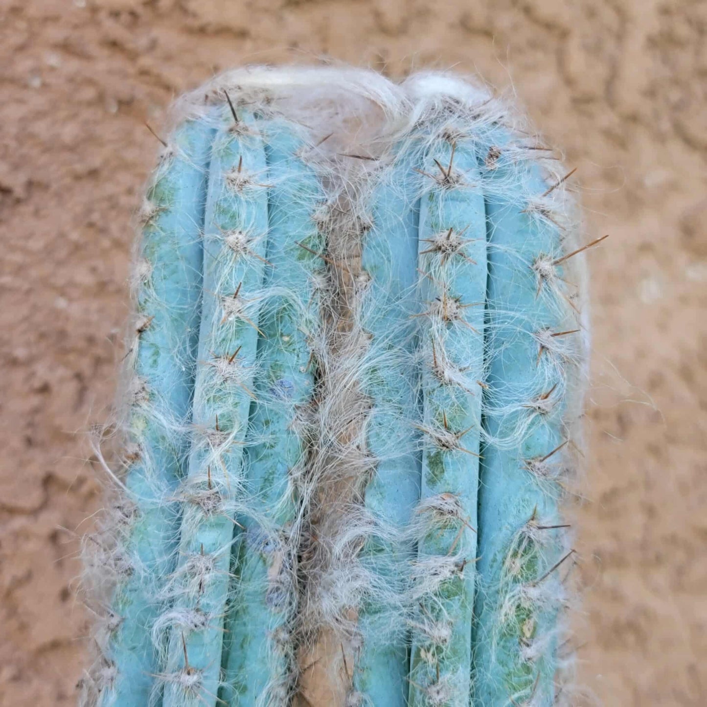 Pilosocereus Pachycladus - Blue Columnar Cactus - 3 Arms - 18" Tall!