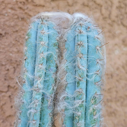 Pilosocereus Pachycladus - Blue Columnar Cactus - 3 Arms - 18" Tall!