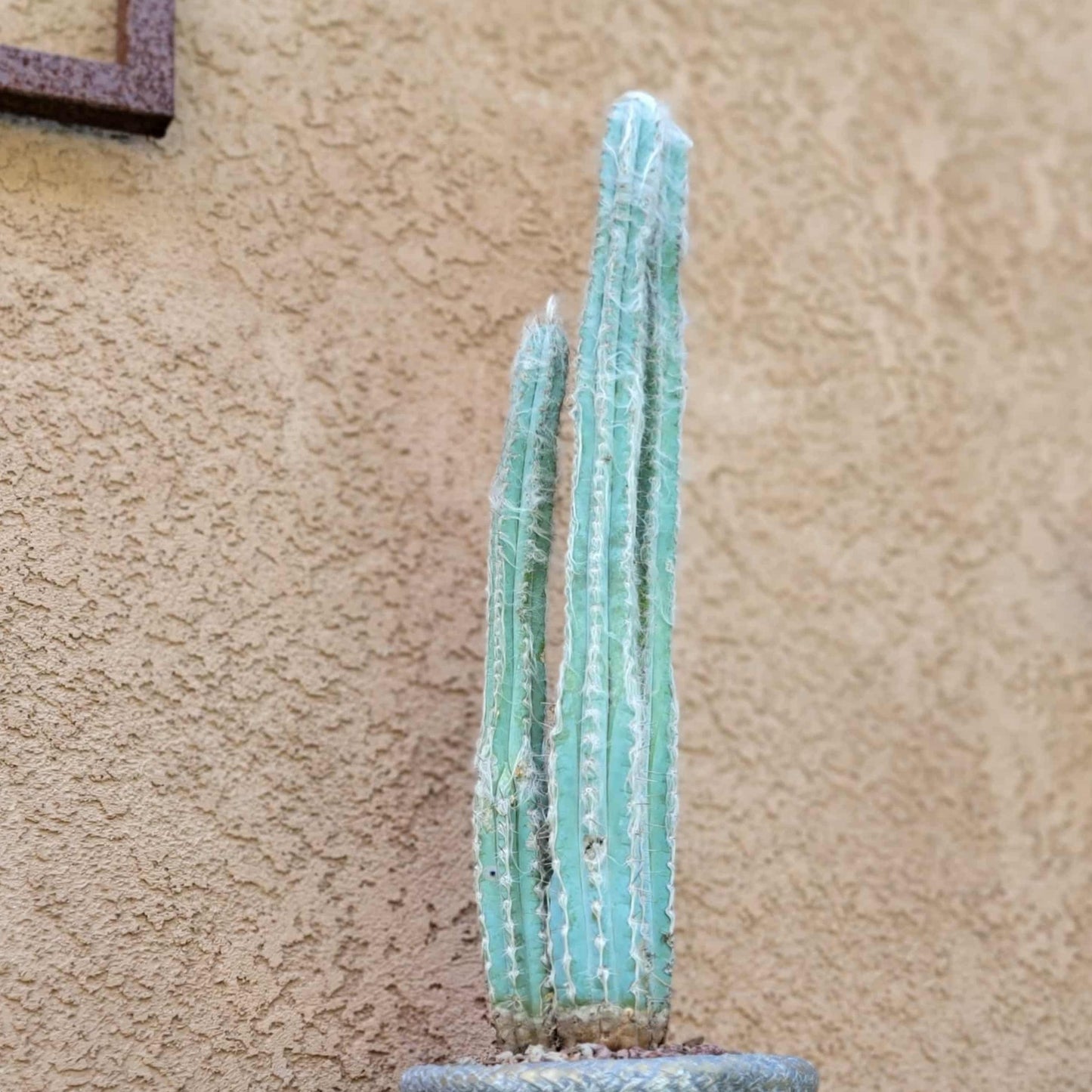 Pilosocereus Pachycladus - Blue Columnar Cactus - 3 Arms - 18" Tall!