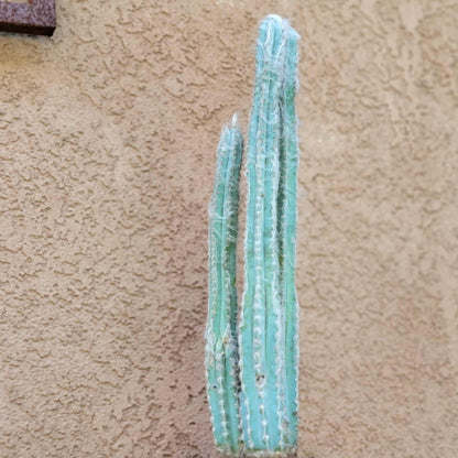 Pilosocereus Pachycladus - Blue Columnar Cactus - 3 Arms - 18" Tall!
