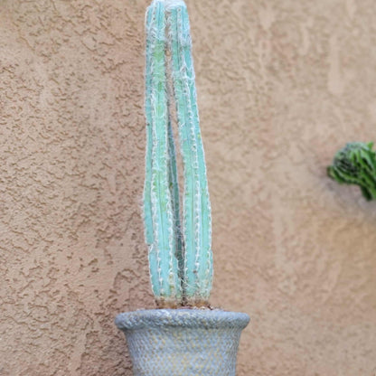 Pilosocereus Pachycladus - Blue Columnar Cactus - 3 Arms - 18" Tall!