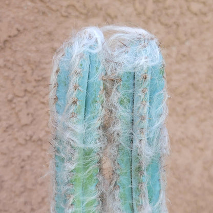 Pilosocereus Pachycladus - Blue Columnar Cactus - 3 Arms - 18" Tall!