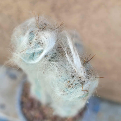 Pilosocereus Pachycladus - Blue Columnar Cactus - 3 Arms - 18" Tall!