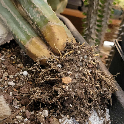 Pilosocereus Pachycladus - Blue Columnar Cactus - 3 Arms - 19" Tall!