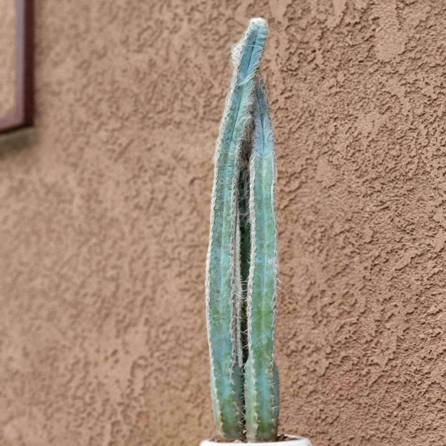 Pilosocereus Pachycladus - Blue Columnar Cactus - 3 Arms - 19" Tall!