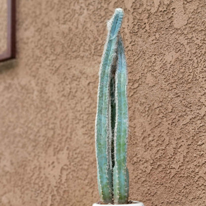 Pilosocereus Pachycladus - Blue Columnar Cactus - 3 Arms - 19" Tall!