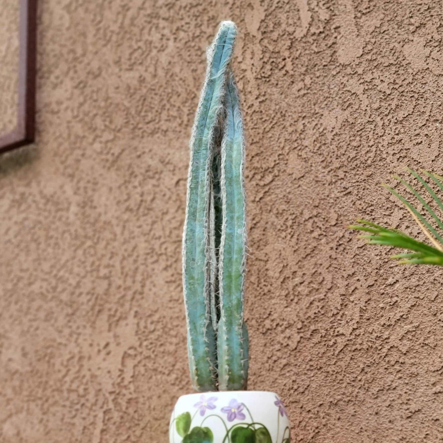 Pilosocereus Pachycladus - Blue Columnar Cactus - 3 Arms - 19" Tall!