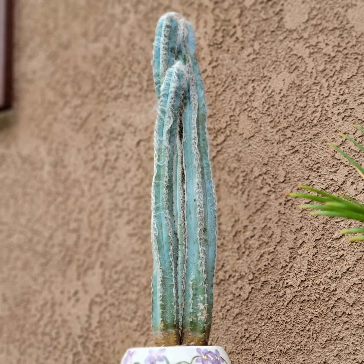 Pilosocereus Pachycladus - Blue Columnar Cactus - 3 Arms - 19" Tall!