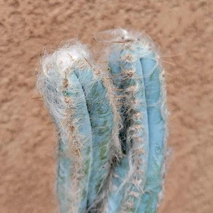 Pilosocereus Pachycladus - Blue Columnar Cactus - 3 Arms - 19" Tall!