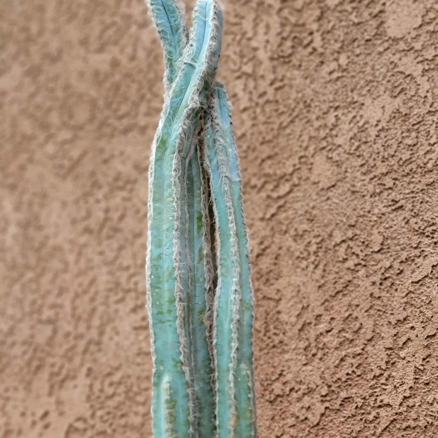 Pilosocereus Pachycladus - Blue Columnar Cactus - 3 Arms - 19" Tall!