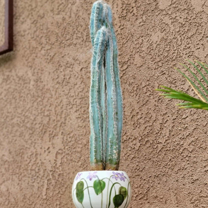 Pilosocereus Pachycladus - Blue Columnar Cactus - 3 Arms - 19" Tall!