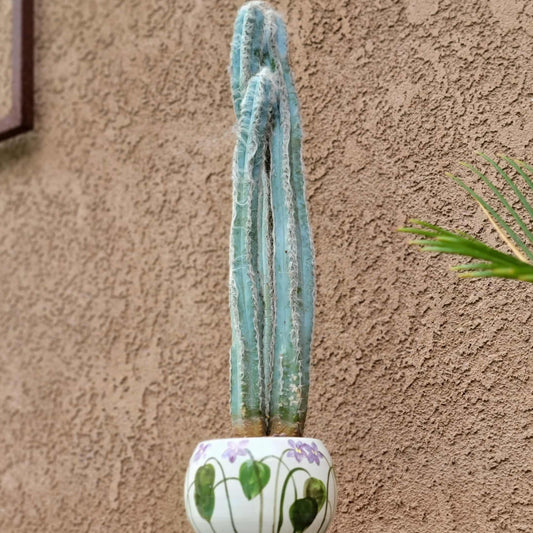 Pilosocereus Pachycladus - Blue Columnar Cactus - 3 Arms - 19" Tall!