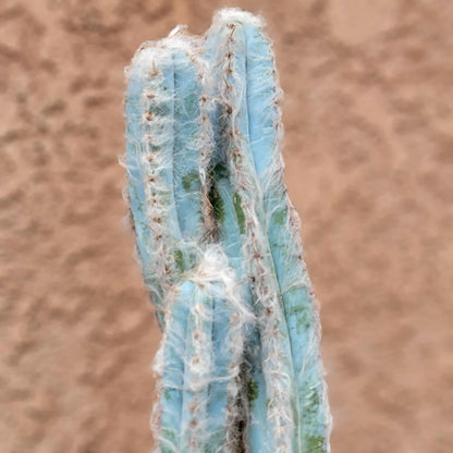 Pilosocereus Pachycladus - Blue Columnar Cactus - 3 Arms - 19" Tall!