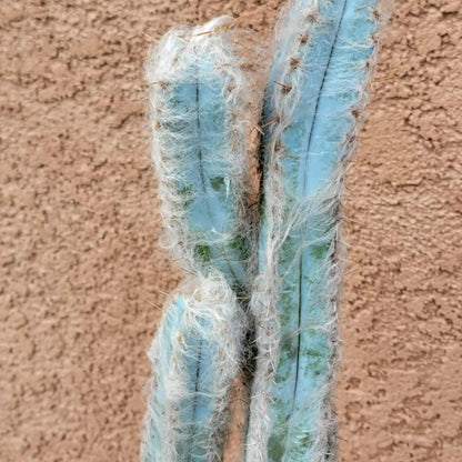 Pilosocereus Pachycladus - Blue Columnar Cactus - 3 Arms - 19" Tall!