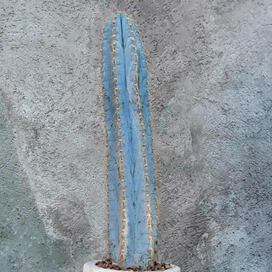 Pilosocereus Pachycladus - Blue Columnar Cactus