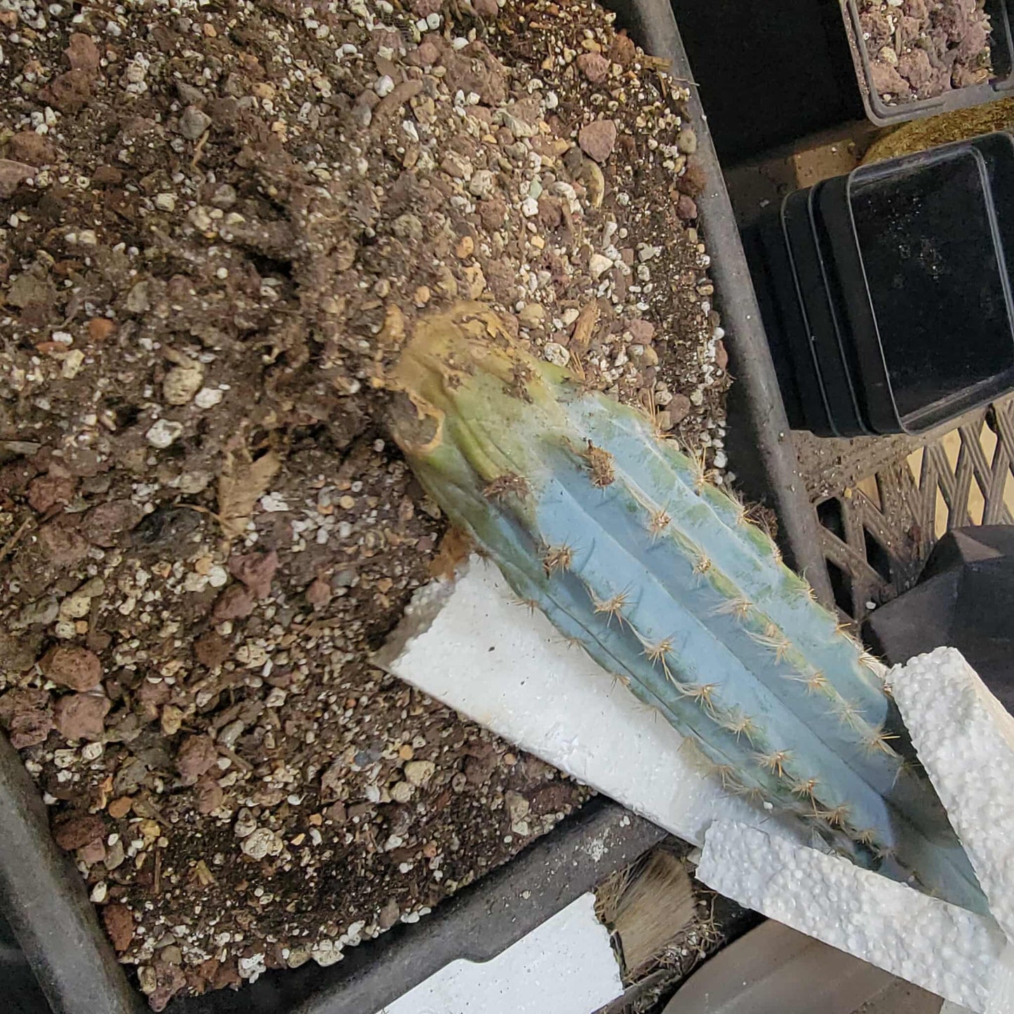 Pilosocereus Pachycladus - Blue Columnar Cactus