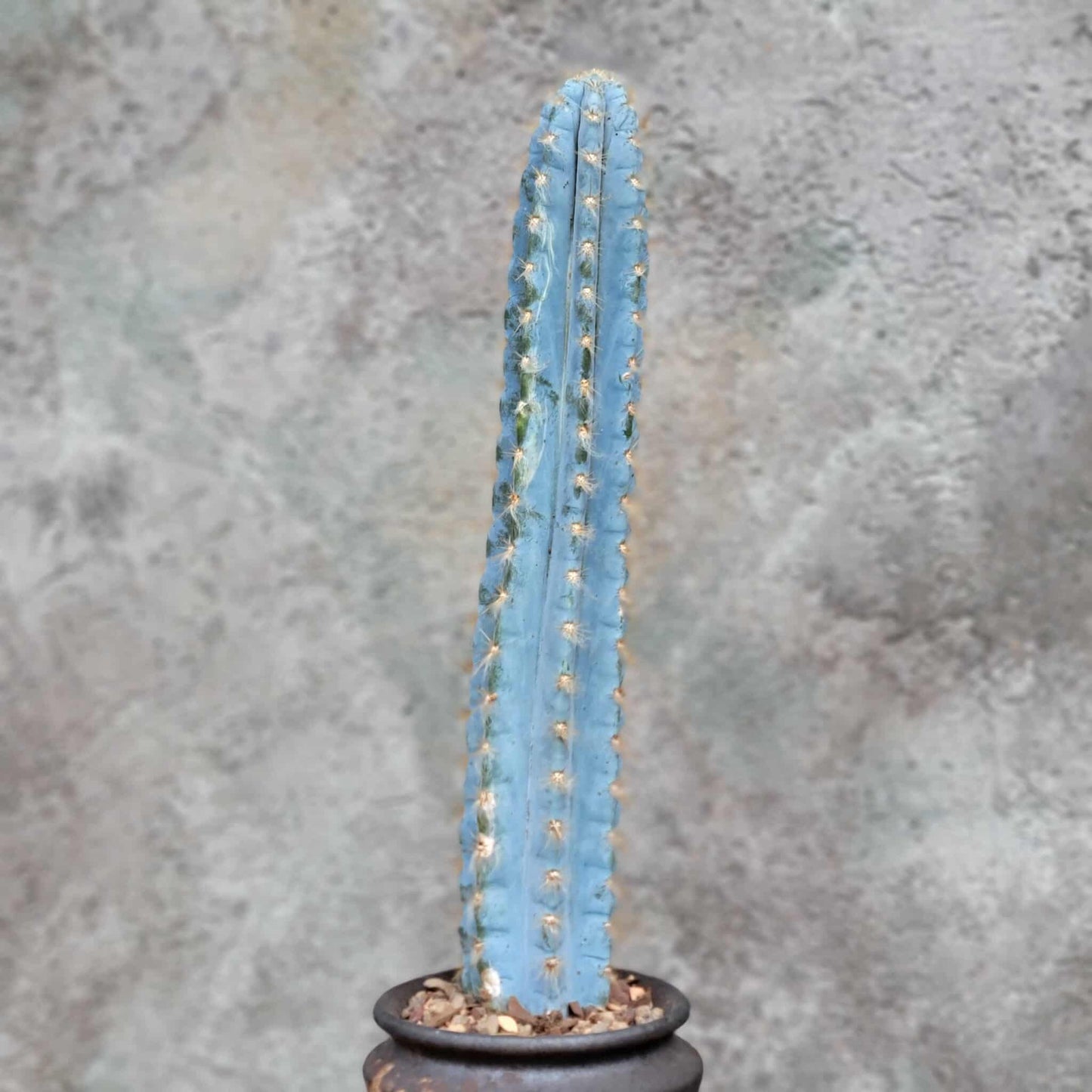 Pilosocereus Pachycladus - Blue Columnar Cactus