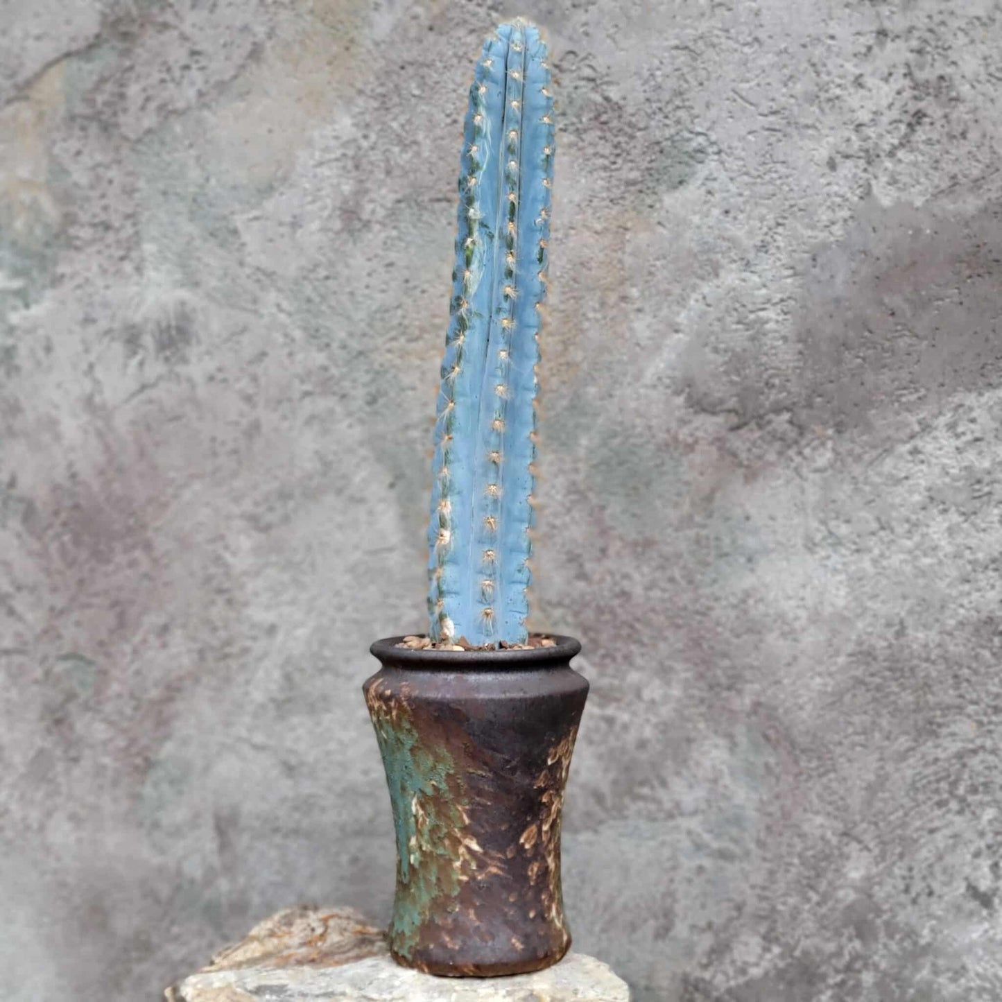 Pilosocereus Pachycladus - Blue Columnar Cactus