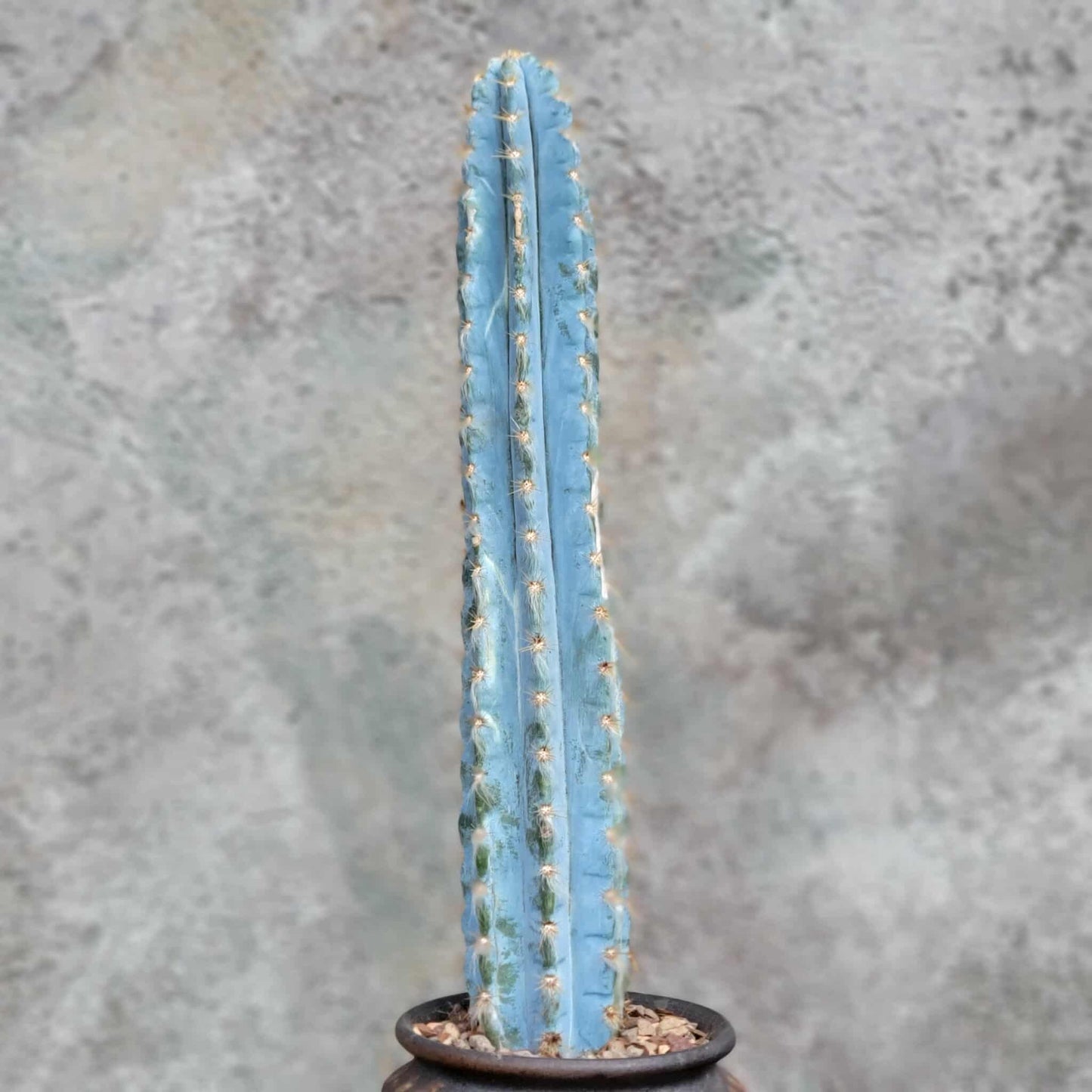 Pilosocereus Pachycladus - Blue Columnar Cactus