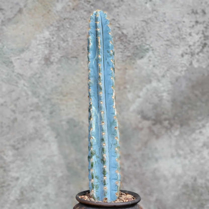 Pilosocereus Pachycladus - Blue Columnar Cactus