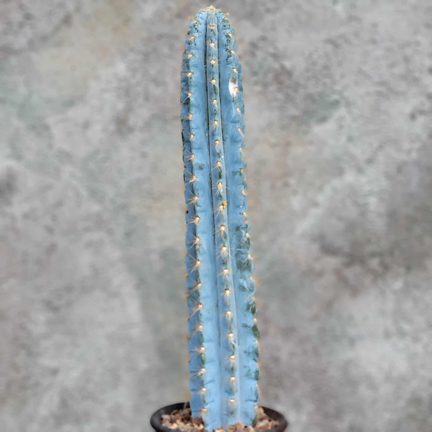Pilosocereus Pachycladus - Blue Columnar Cactus