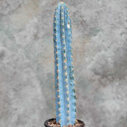 Pilosocereus Pachycladus - Blue Columnar Cactus