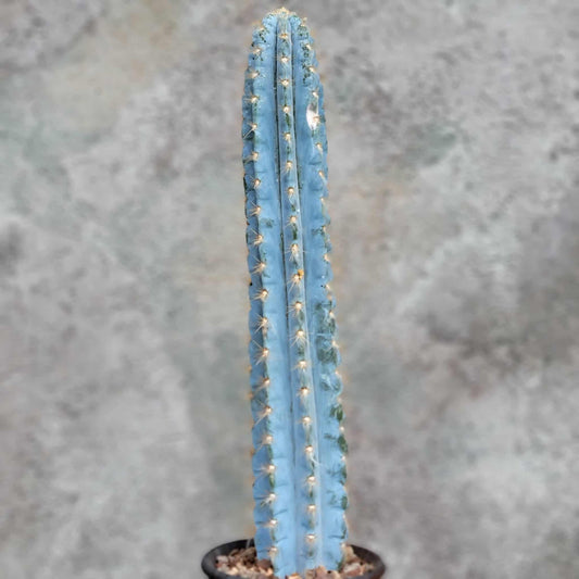 Pilosocereus Pachycladus - Blue Columnar Cactus