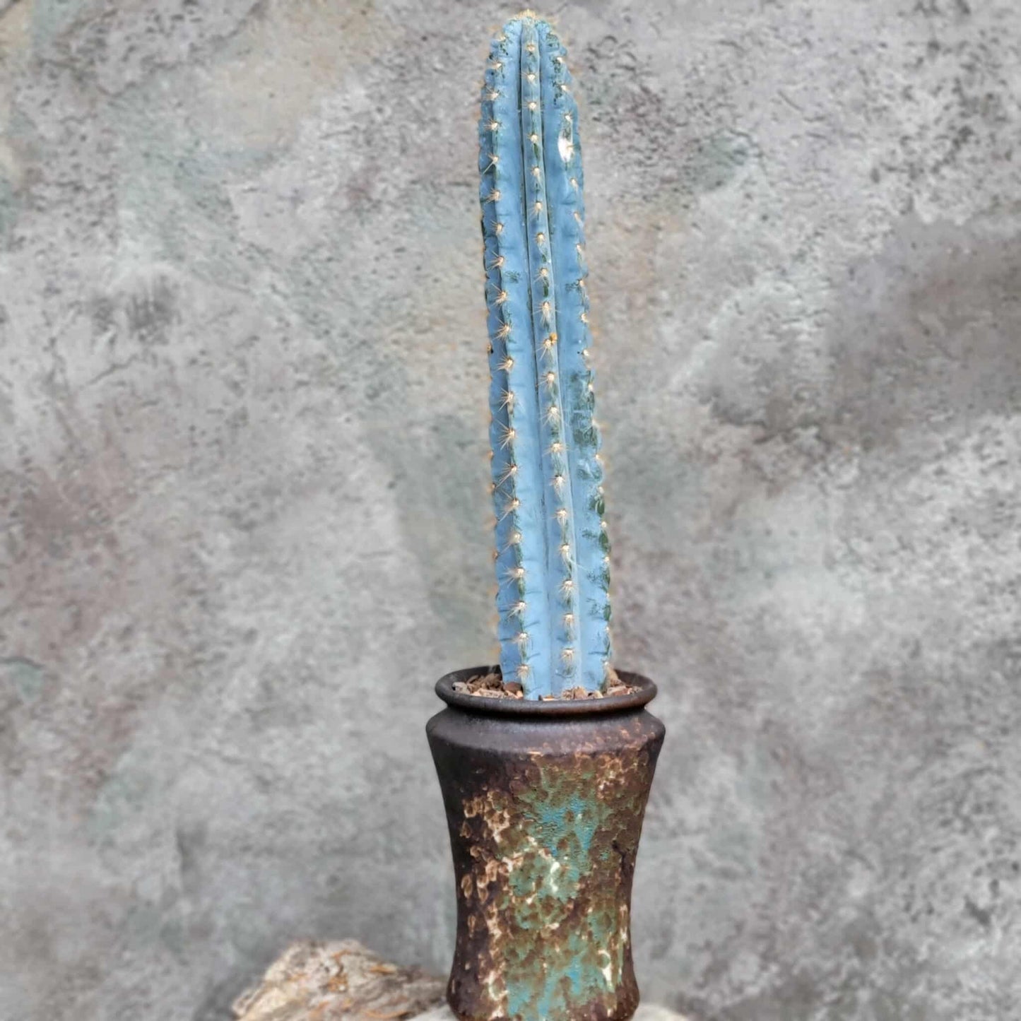 Pilosocereus Pachycladus - Blue Columnar Cactus