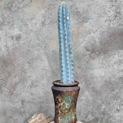 Pilosocereus Pachycladus - Blue Columnar Cactus