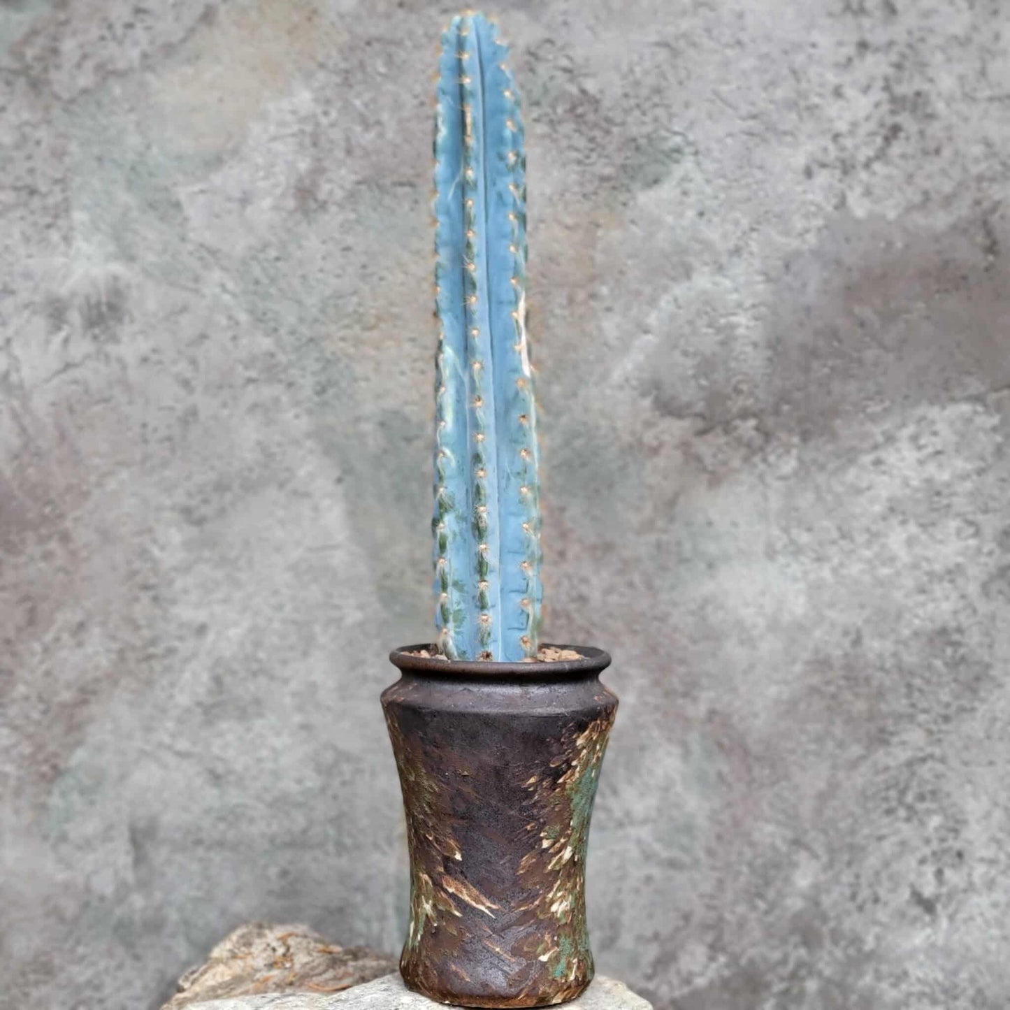 Pilosocereus Pachycladus - Blue Columnar Cactus